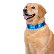 Einfarbiges Hunde- und Katzenhalsband
