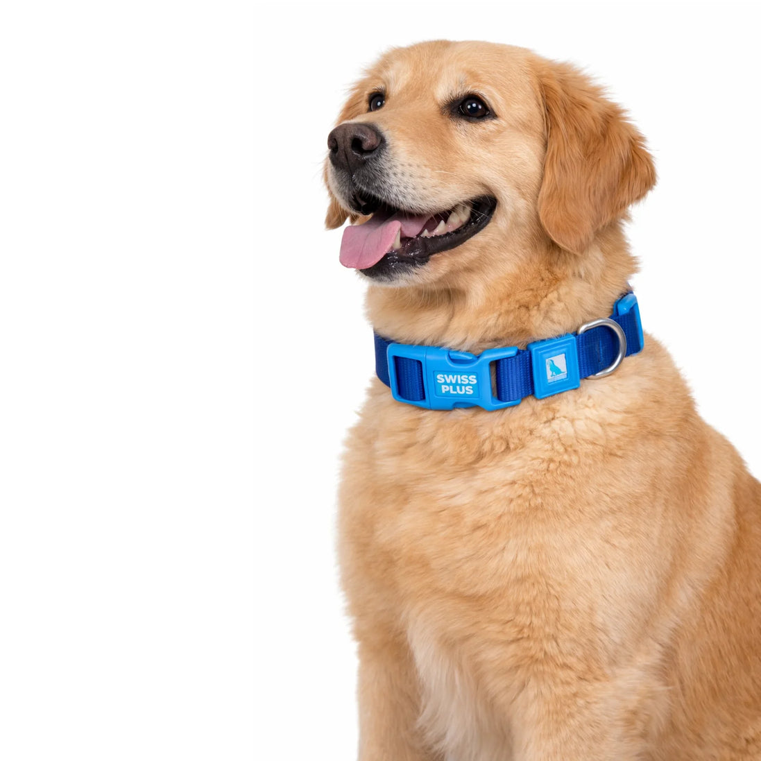 Einfarbiges Hunde- und Katzenhalsband