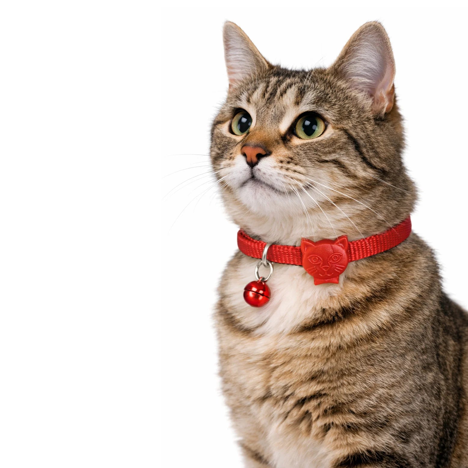 Einfarbiges Hunde- und Katzenhalsband
