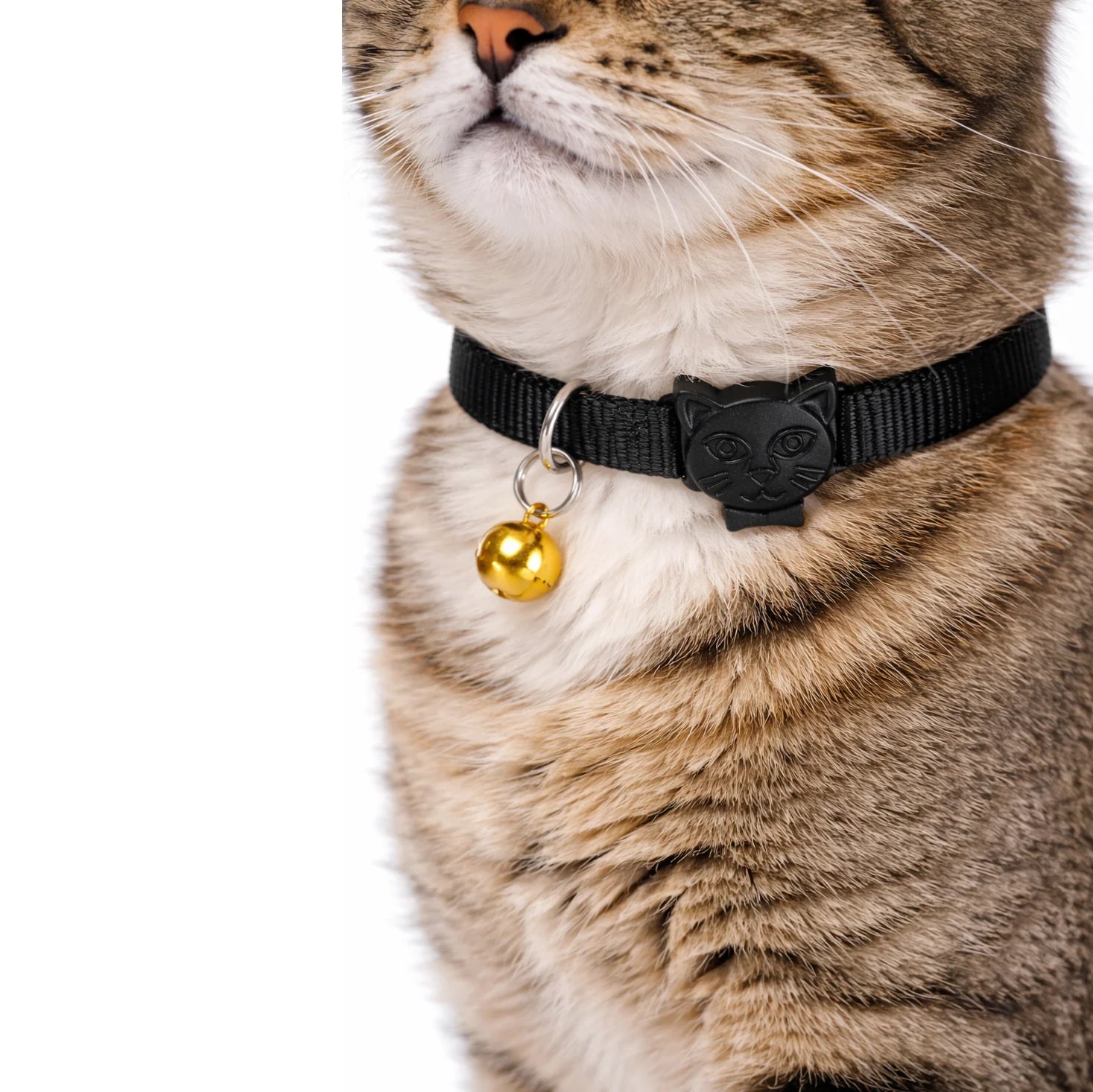 Einfarbiges Hunde- und Katzenhalsband