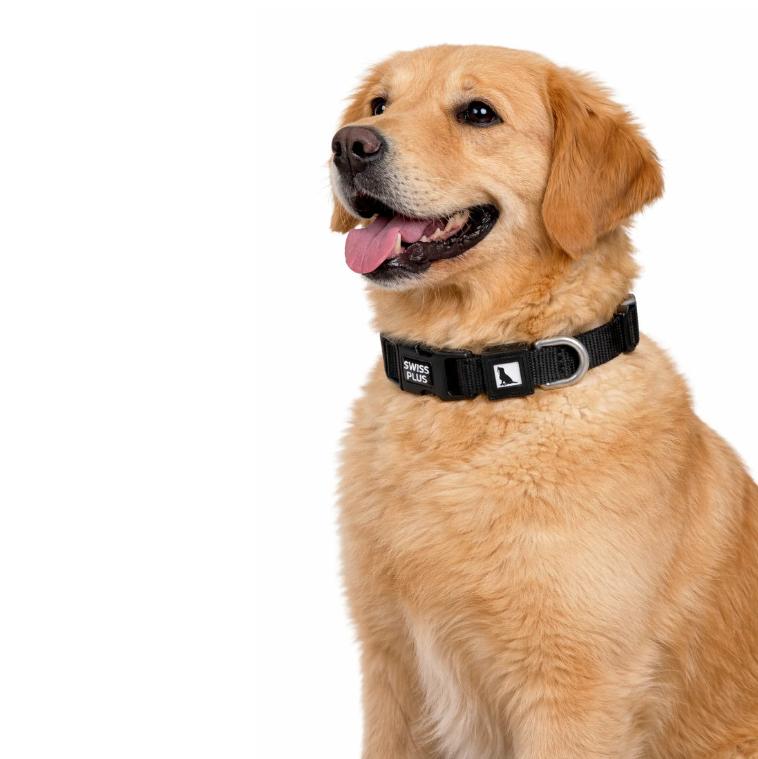 Einfarbiges Hunde- und Katzenhalsband