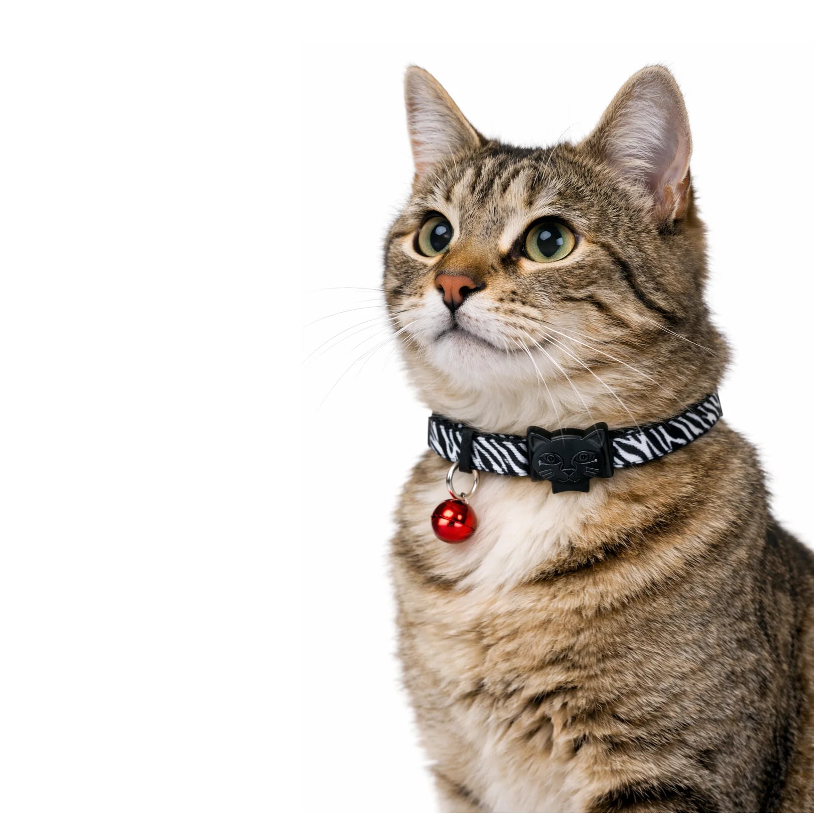 Patterned Recycled Dog & Cat Collar