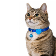 Einfarbiges Hunde- und Katzenhalsband
