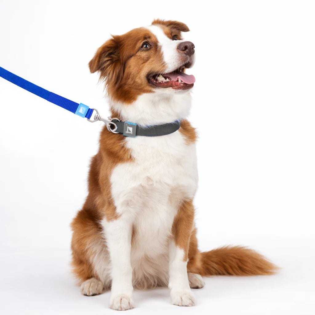Solid Color Leash