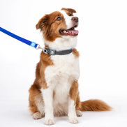 Solid Color Leash