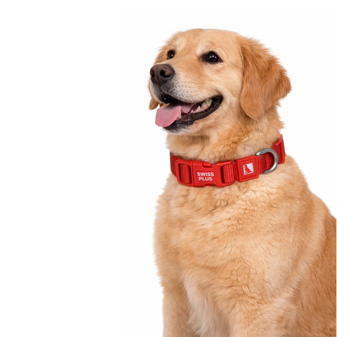 Einfarbiges Hunde- und Katzenhalsband