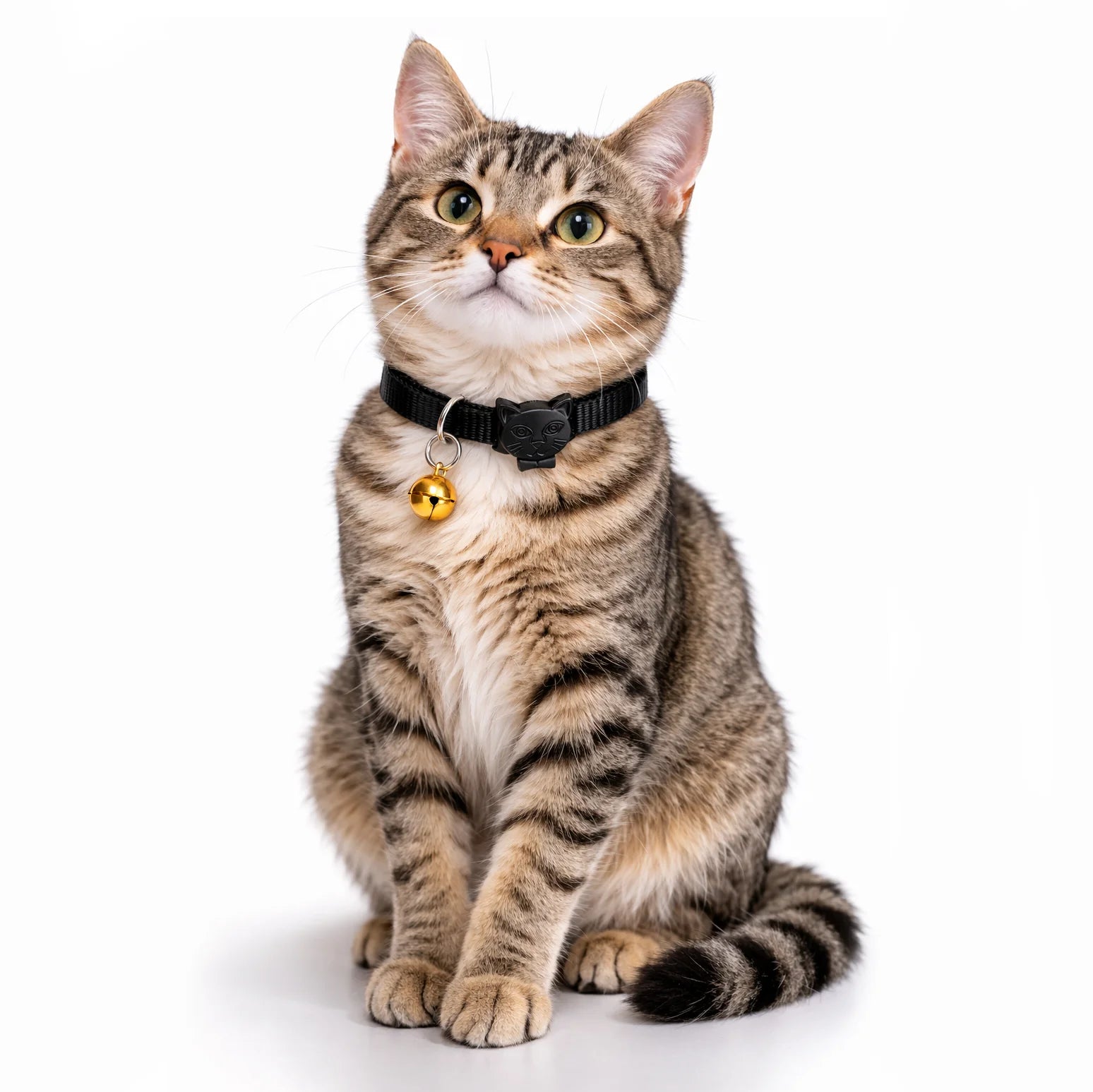 Einfarbiges Hunde- und Katzenhalsband